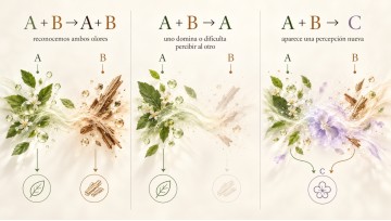 Un perfume no es la suma de sus ingredientes | MALVAR